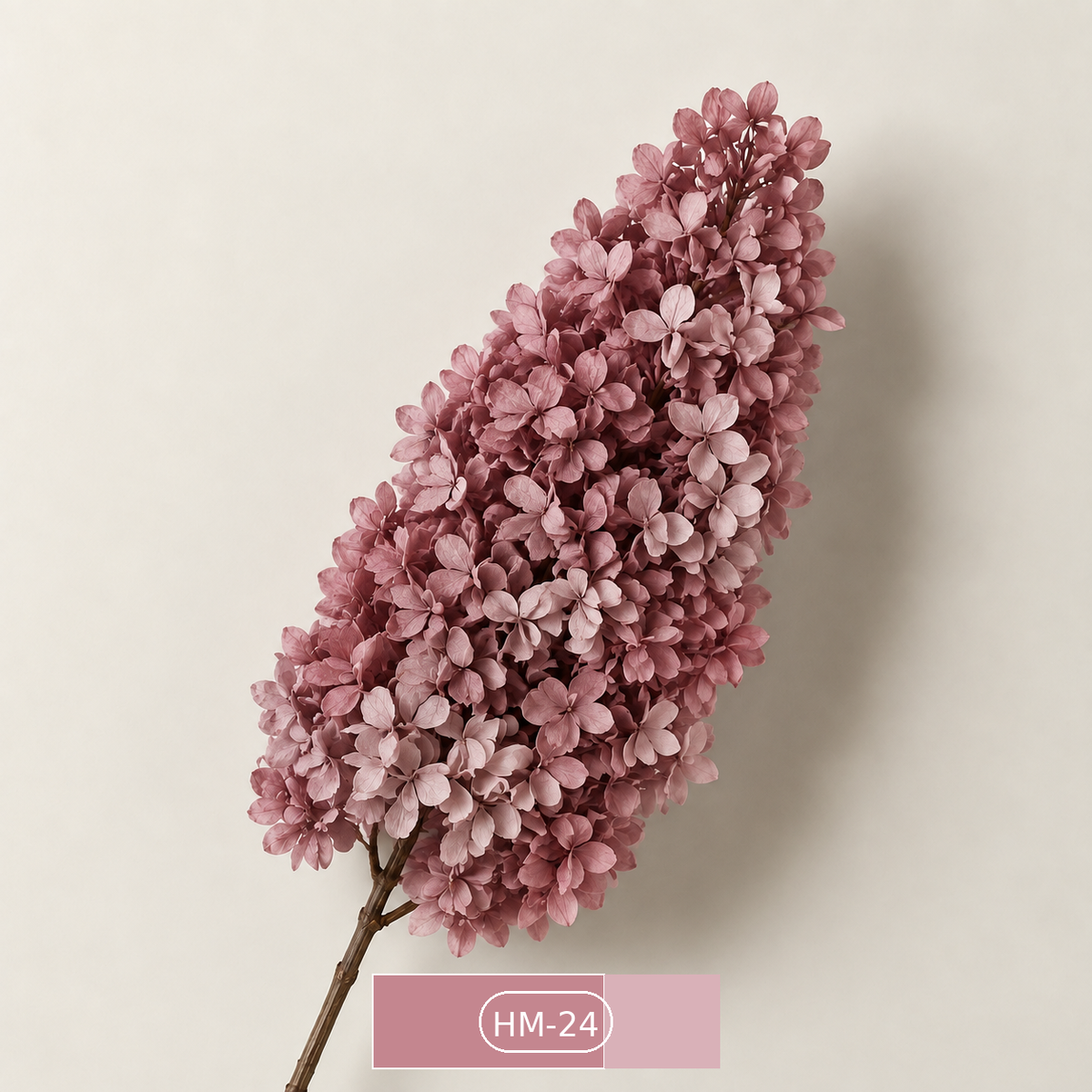 Hydrangea - Multicolor Collection I