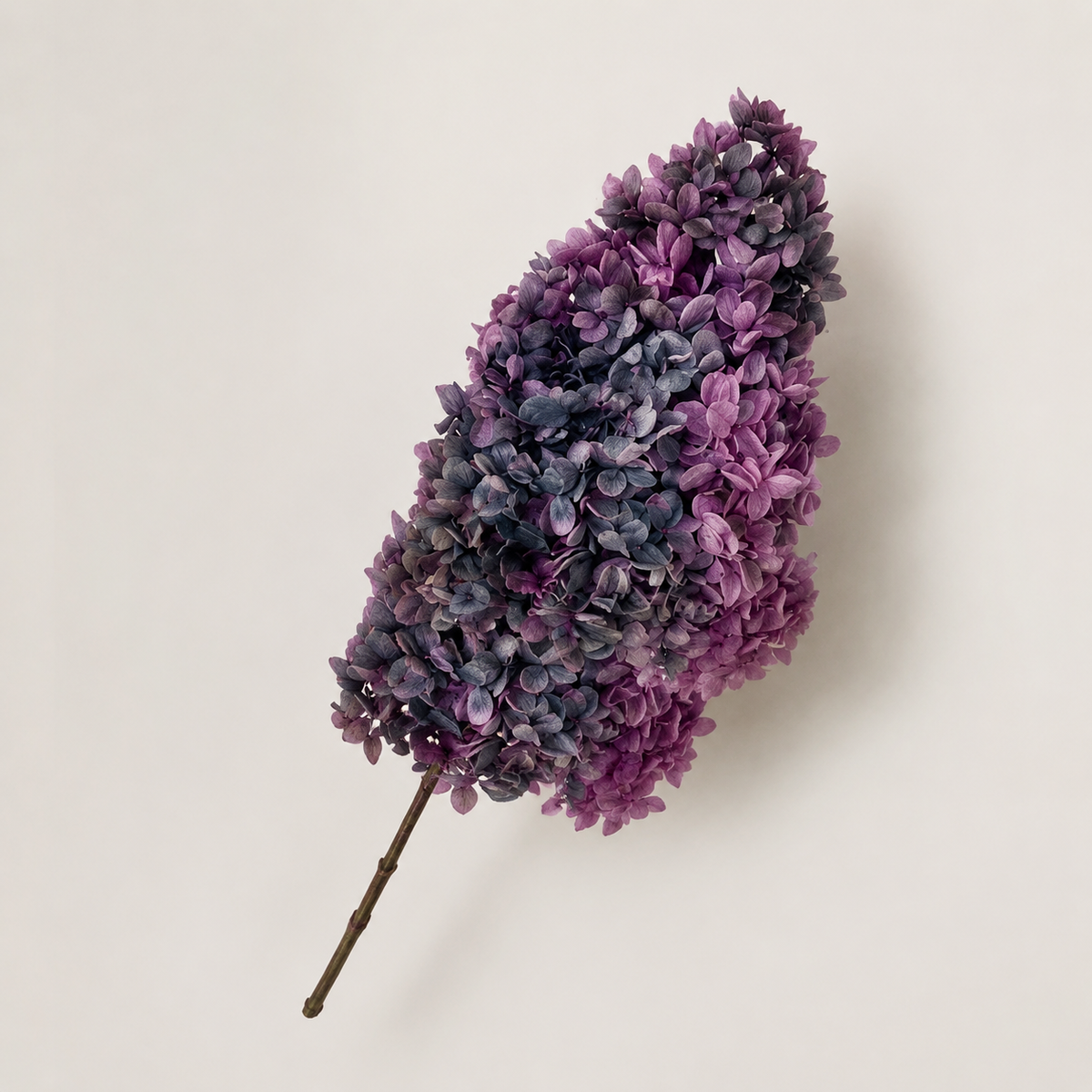 Hydrangea - Multicolor Collection I