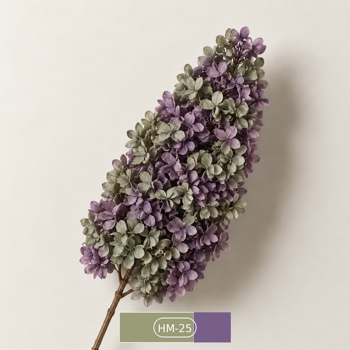 Hydrangea - Multicolor Collection I