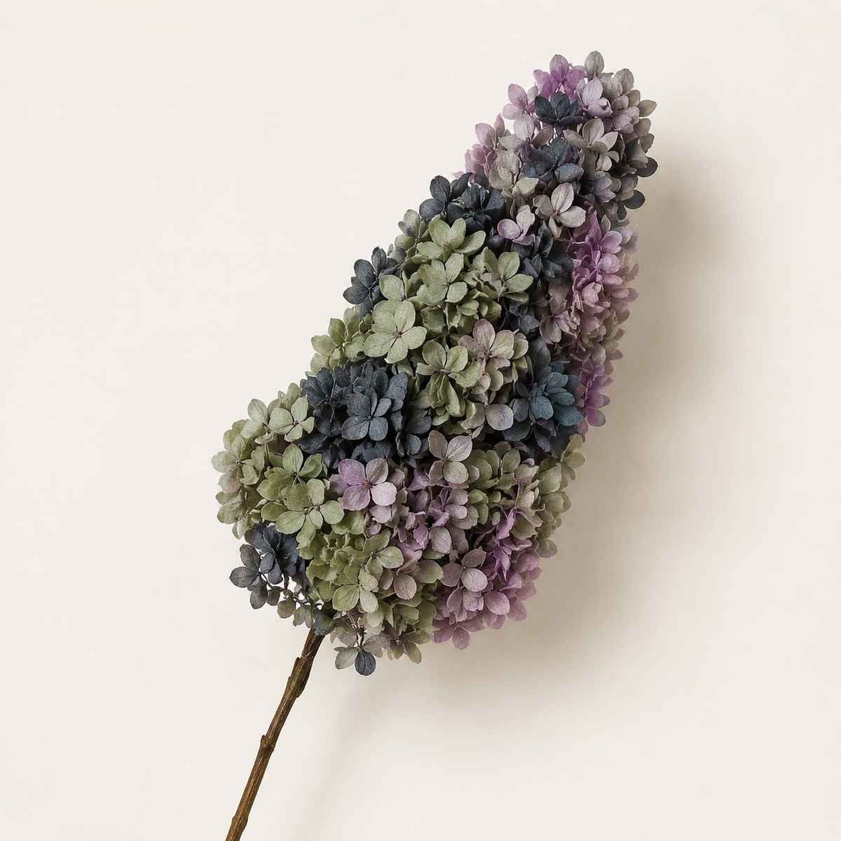 Hydrangea - Multicolor Collection I