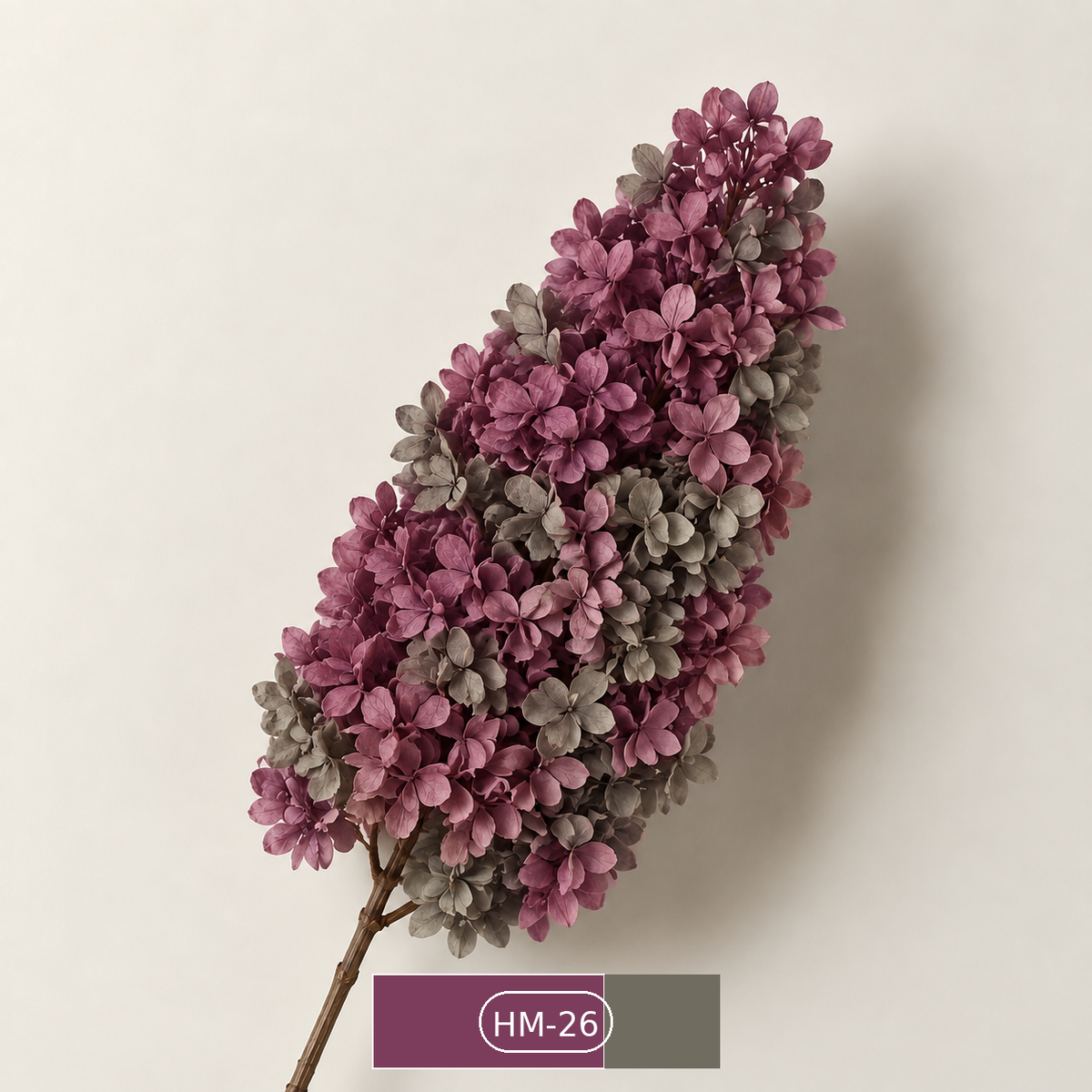 Hydrangea - Multicolor Collection I