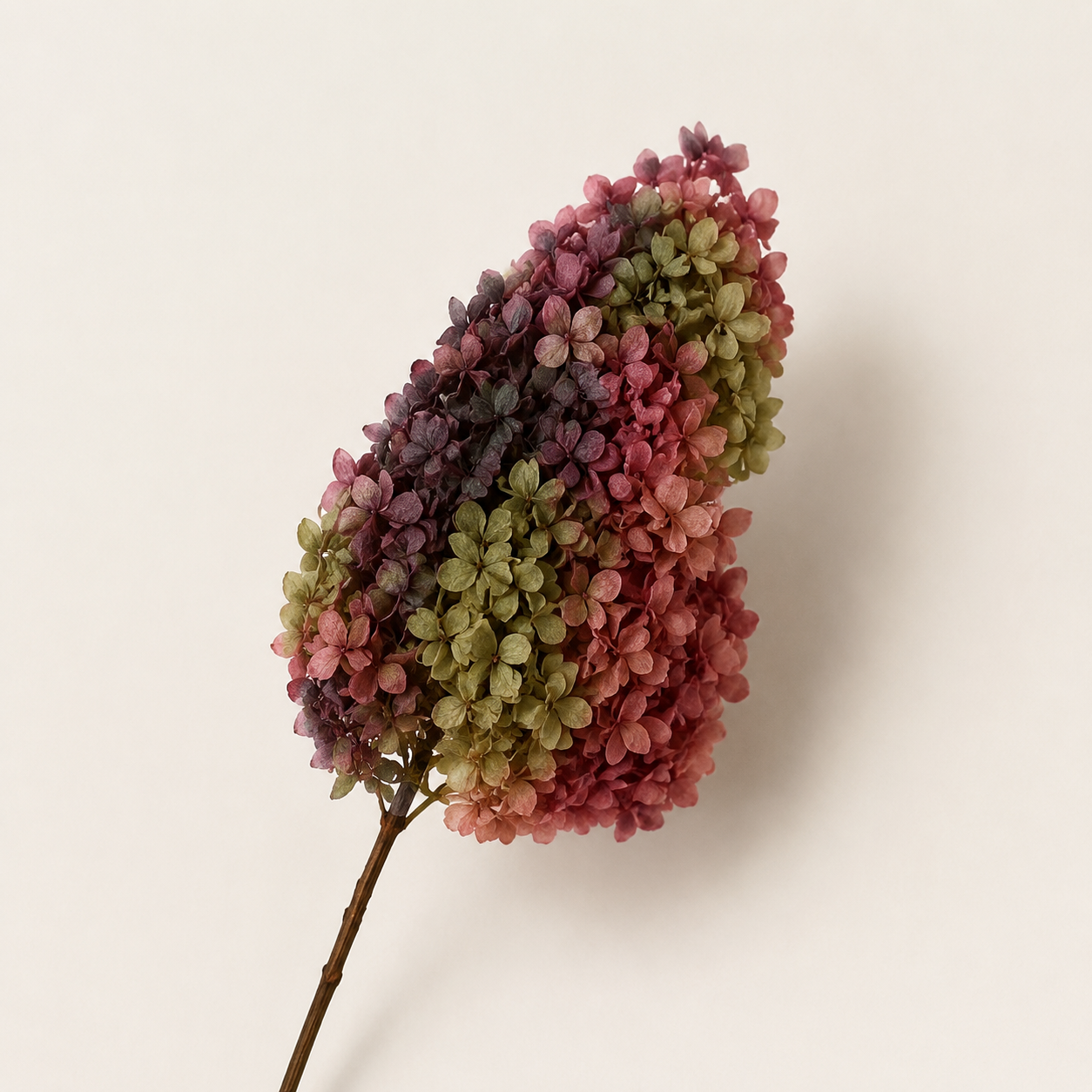 Hydrangea - Multicolor Collection I