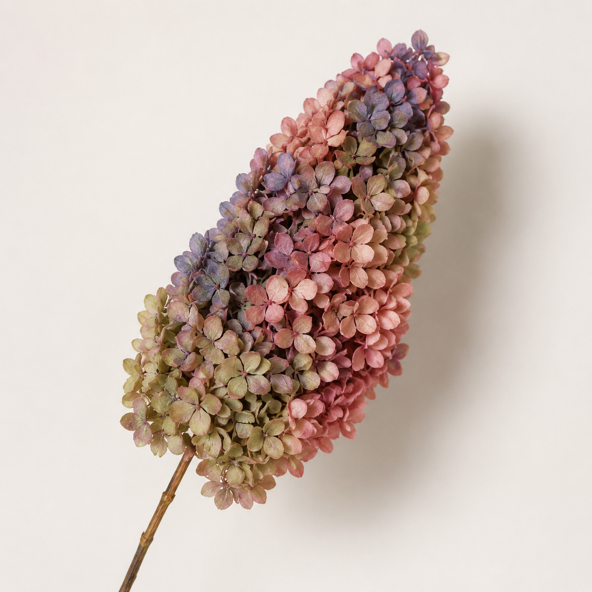Hydrangea - Multicolor Collection I