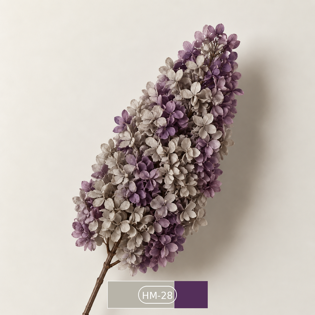 Hydrangea - Multicolor Collection I