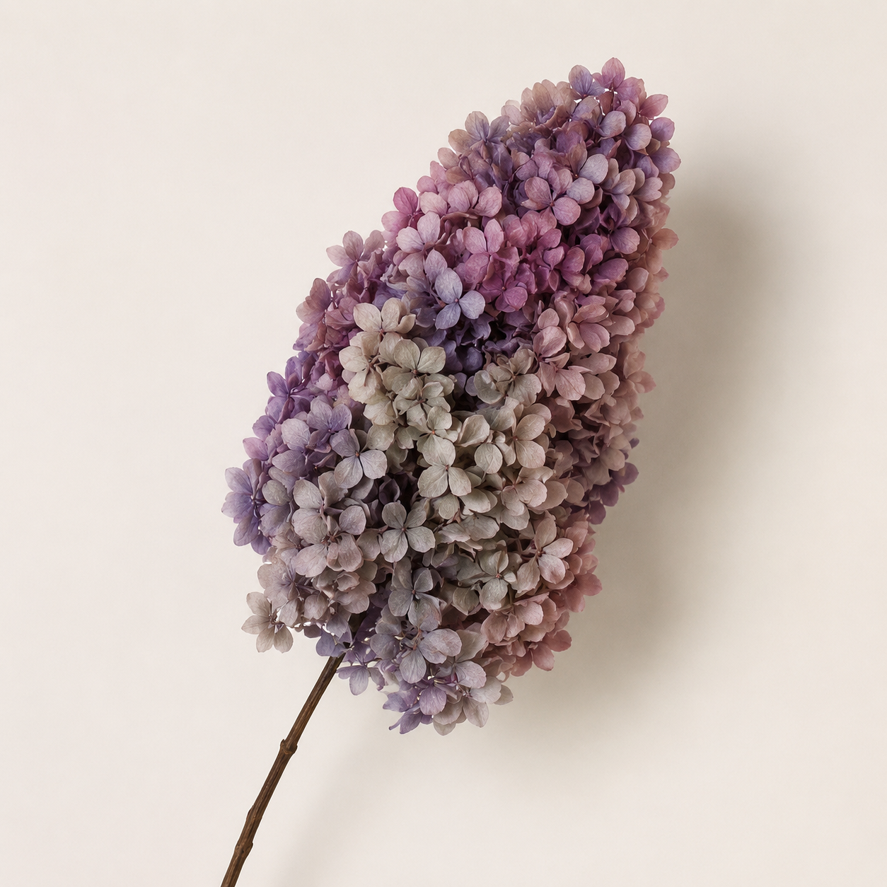 Hydrangea - Multicolor Collection I