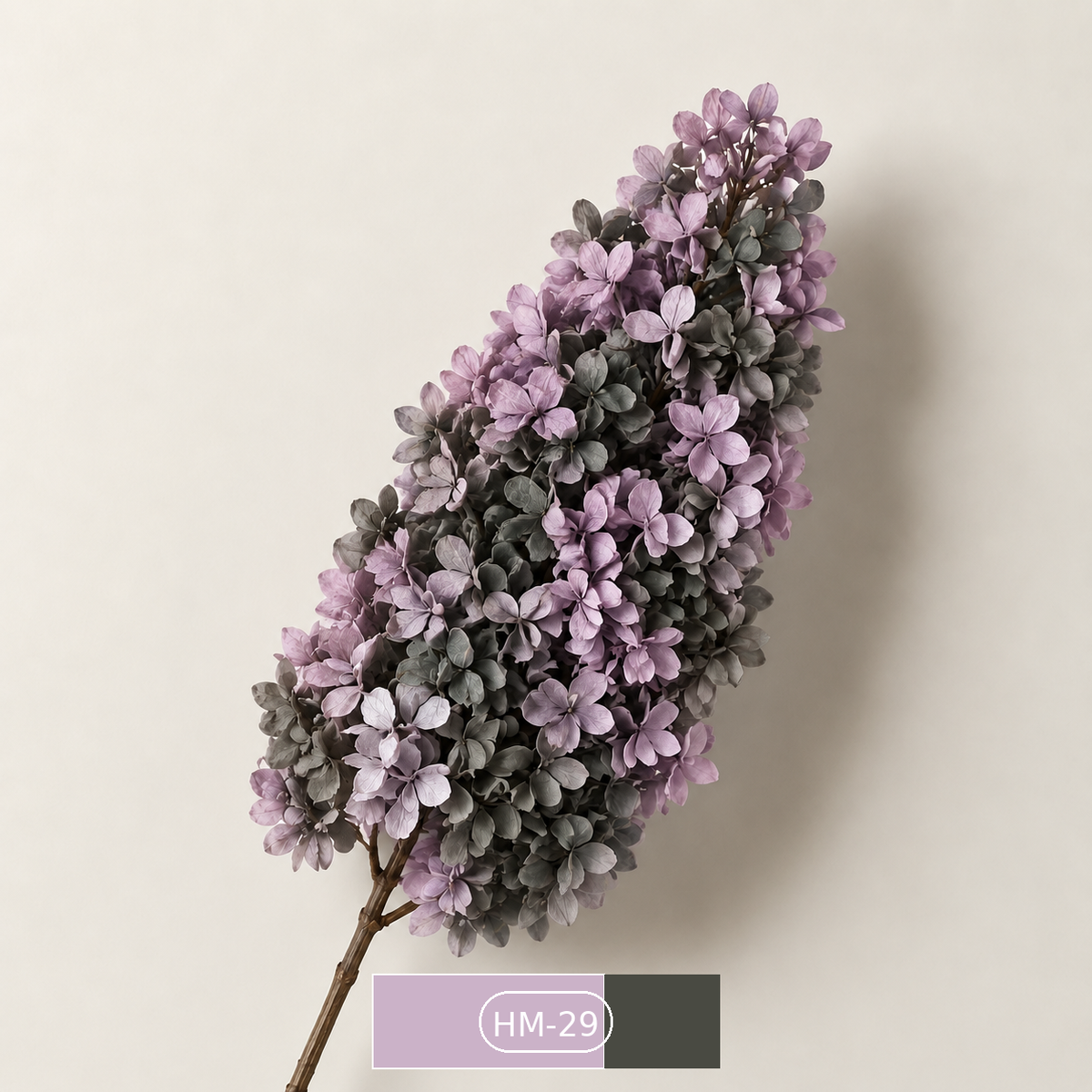 Hydrangea - Multicolor Collection I
