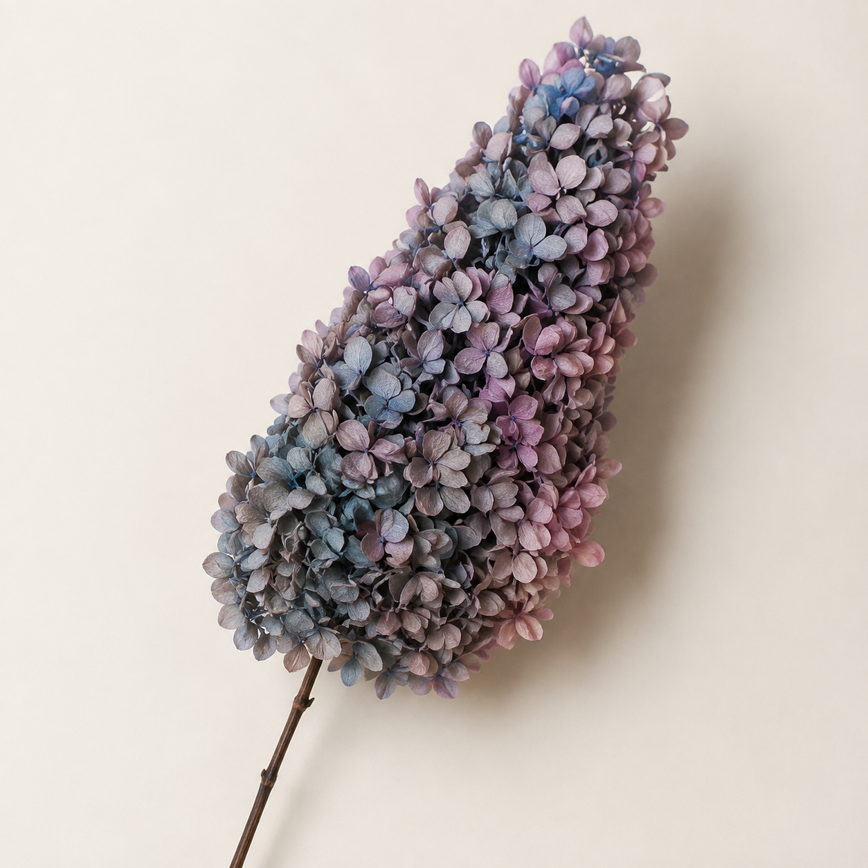 Hydrangea - Multicolor Collection I