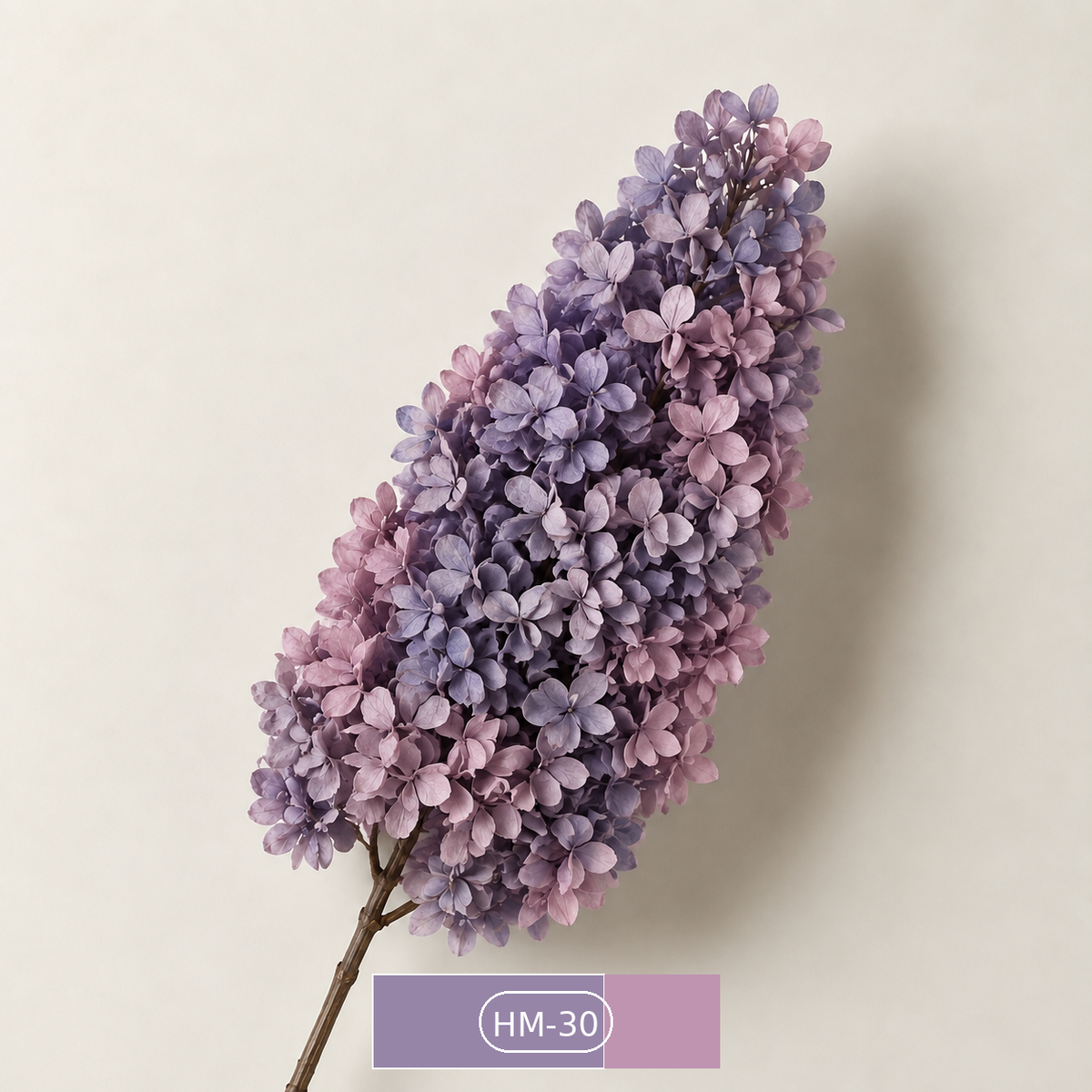 Hydrangea - Multicolor Collection I