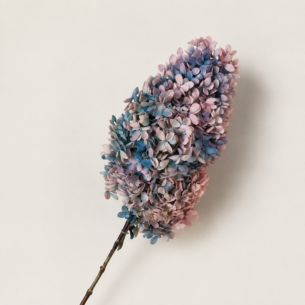 Hydrangea - Multicolor Collection I