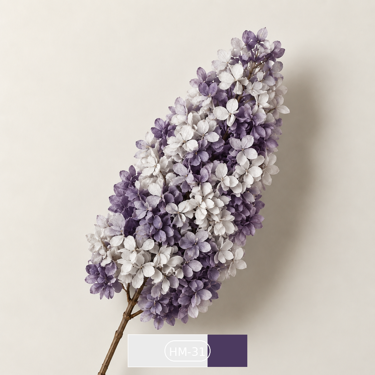 Hydrangea - Multicolor Collection I