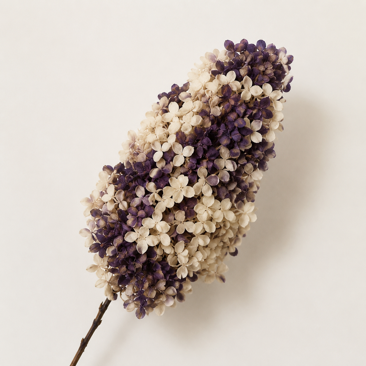 Hydrangea - Multicolor Collection I