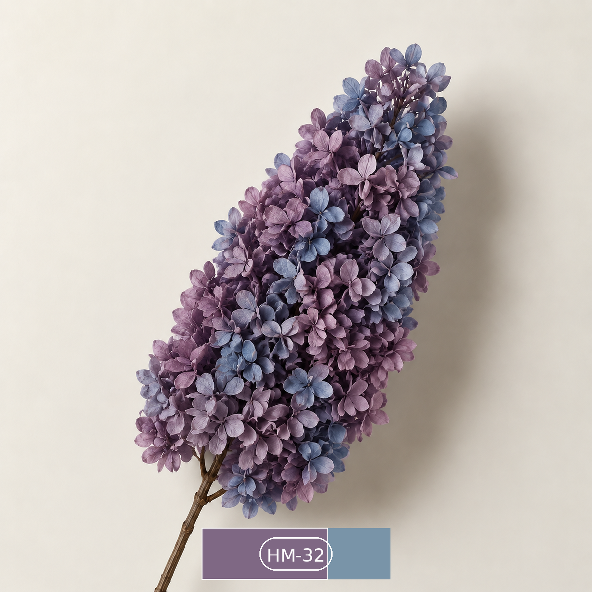 Hydrangea - Multicolor Collection I
