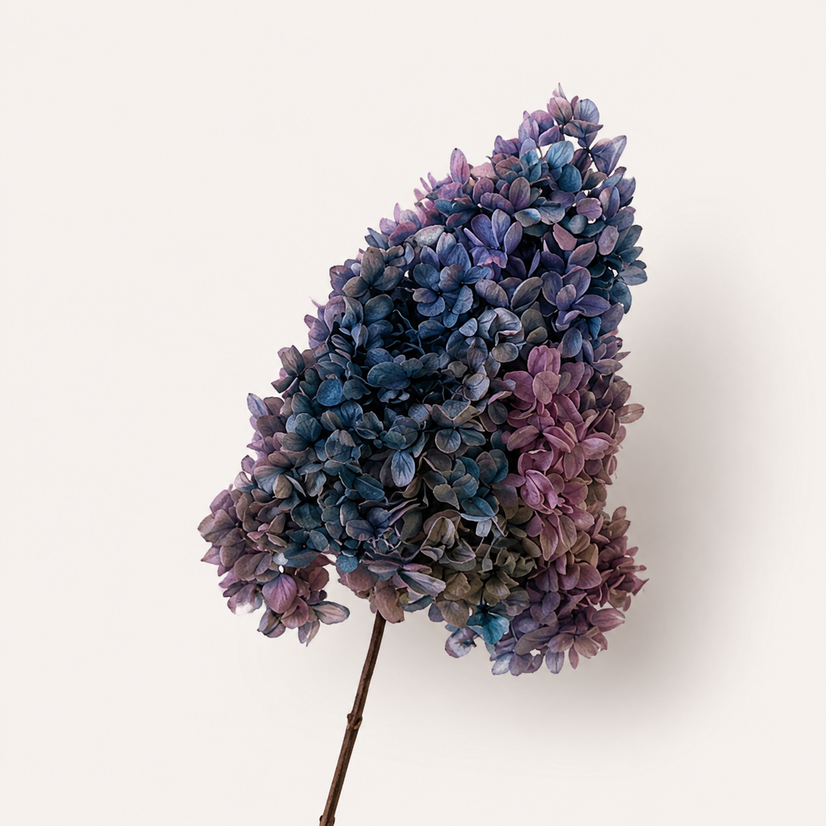 Hydrangea - Multicolor Collection I