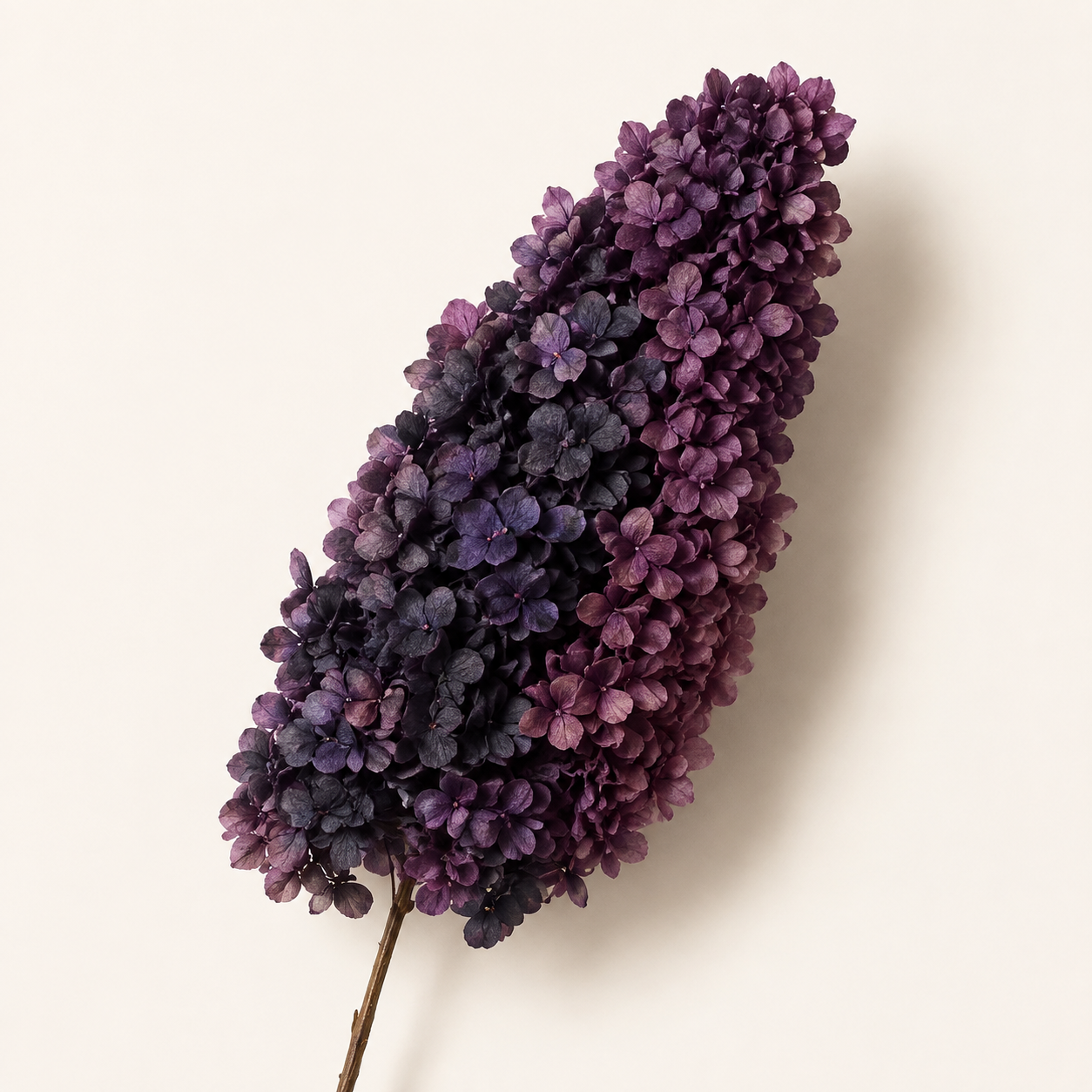 Hydrangea - Multicolor Collection II