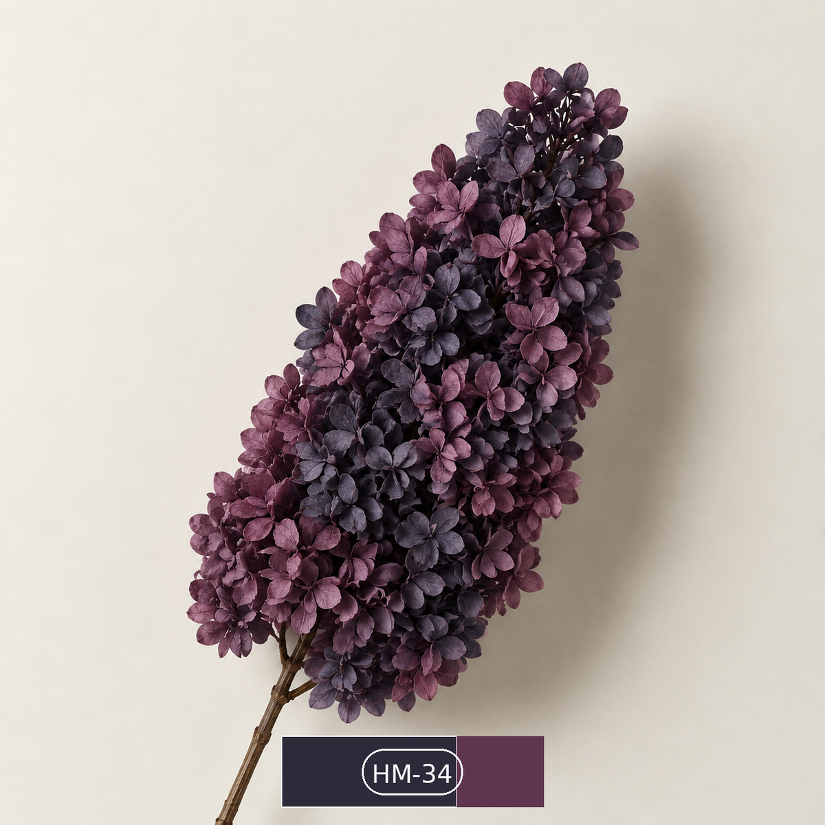 Hydrangea - Multicolor Collection II