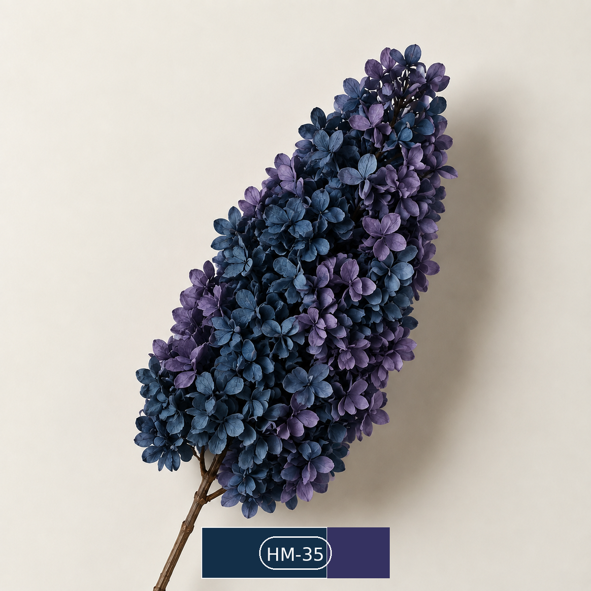 Hydrangea - Multicolor Collection II