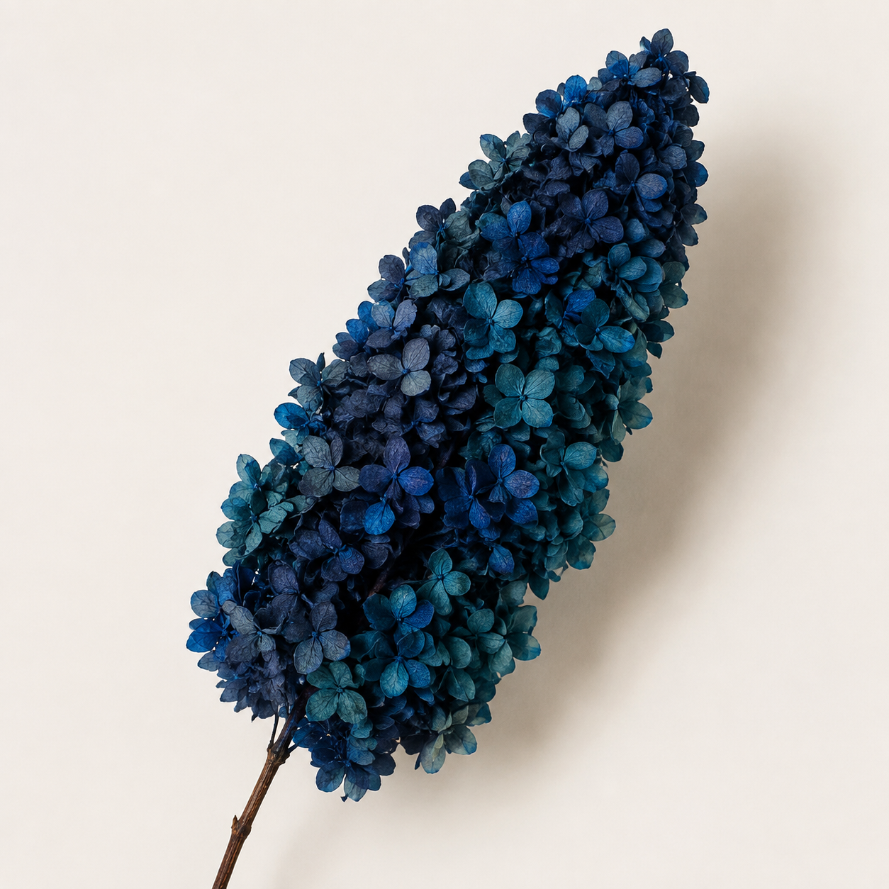 Hydrangea - Multicolor Collection II