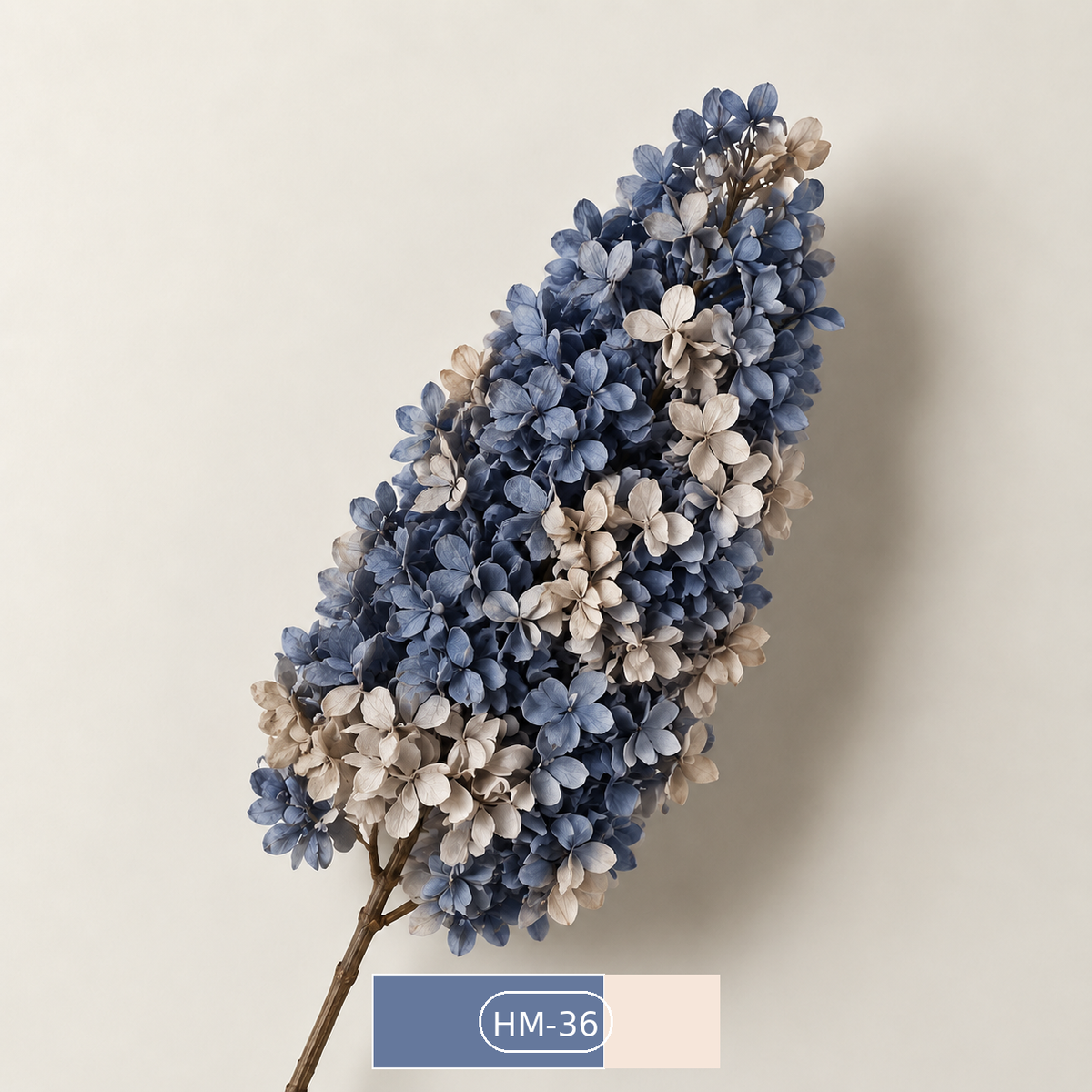 Hydrangea - Multicolor Collection II