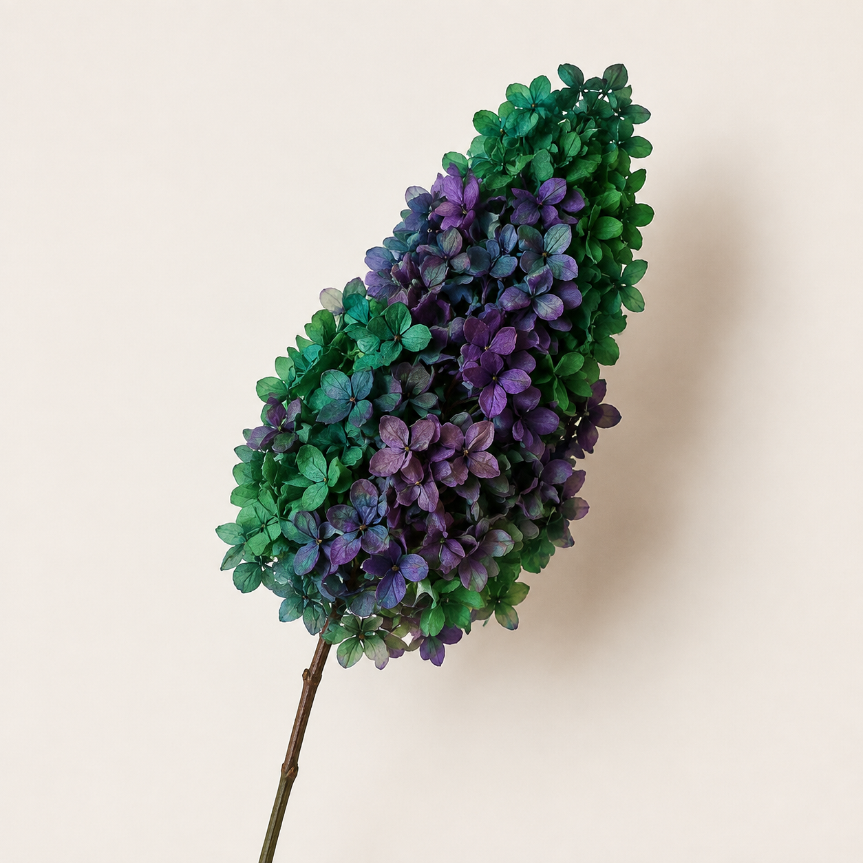 Hydrangea - Multicolor Collection II