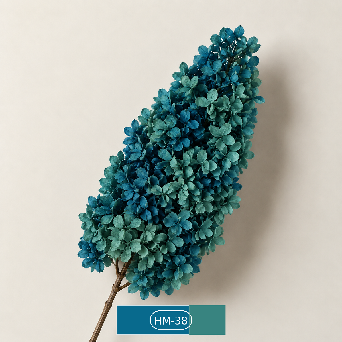 Hydrangea - Multicolor Collection II