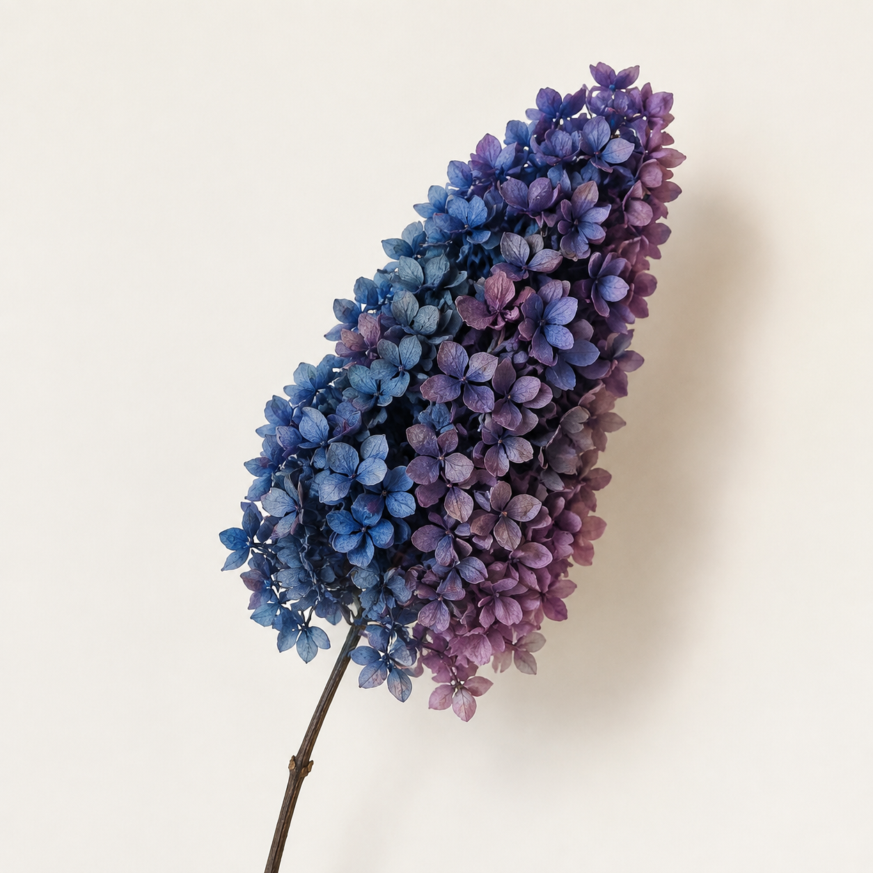 Hydrangea - Multicolor Collection II