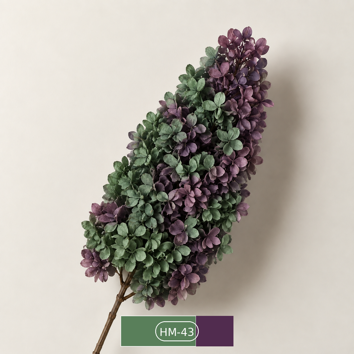 Hydrangea - Multicolor Collection II