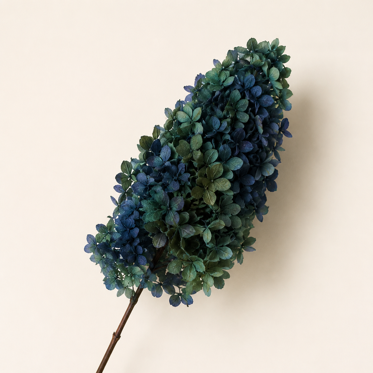 Hydrangea - Multicolor Collection II