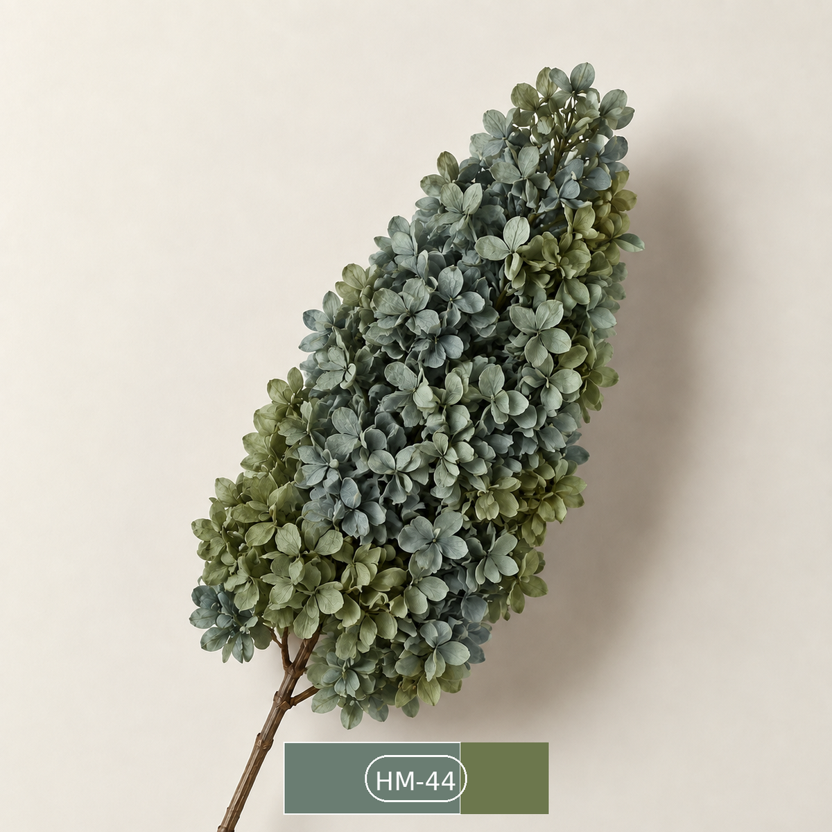 Hydrangea - Multicolor Collection II