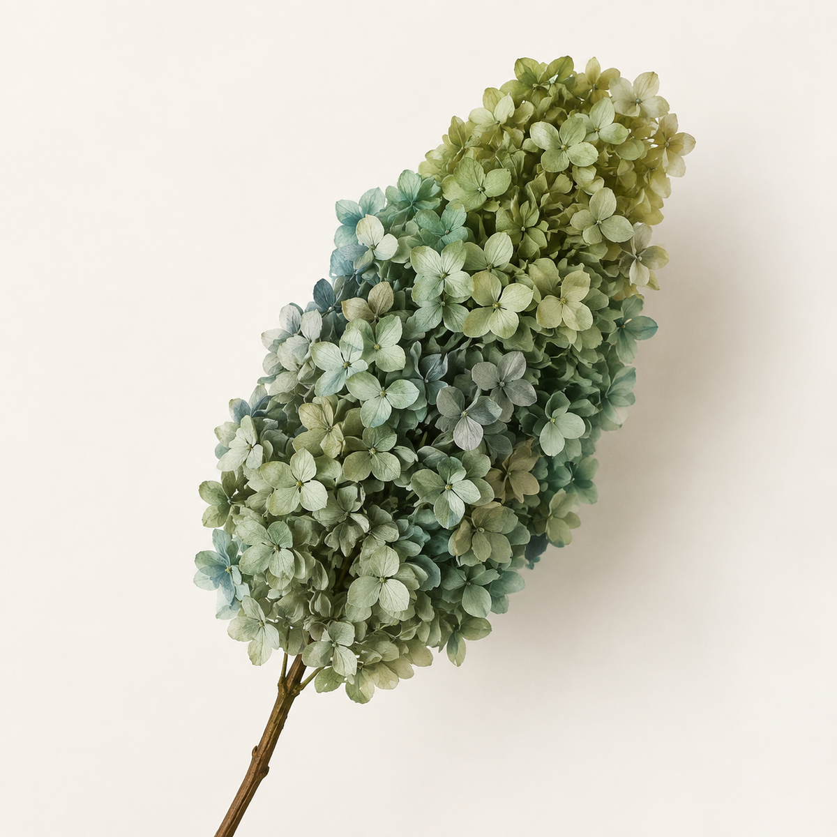 Hydrangea - Multicolor Collection II