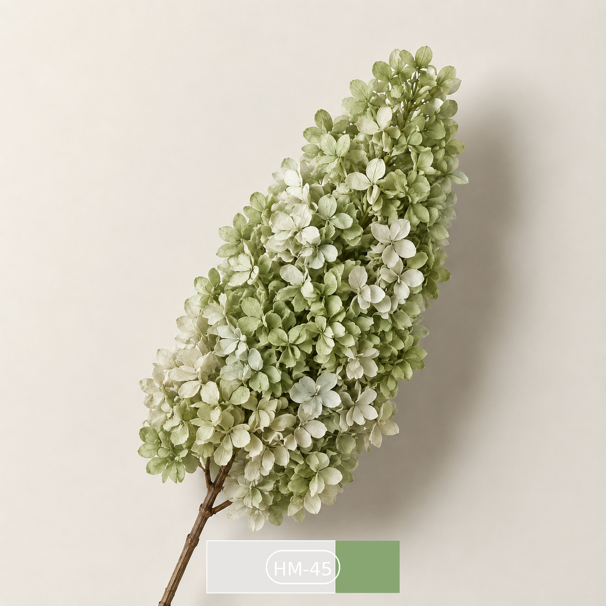Hydrangea - Multicolor Collection II