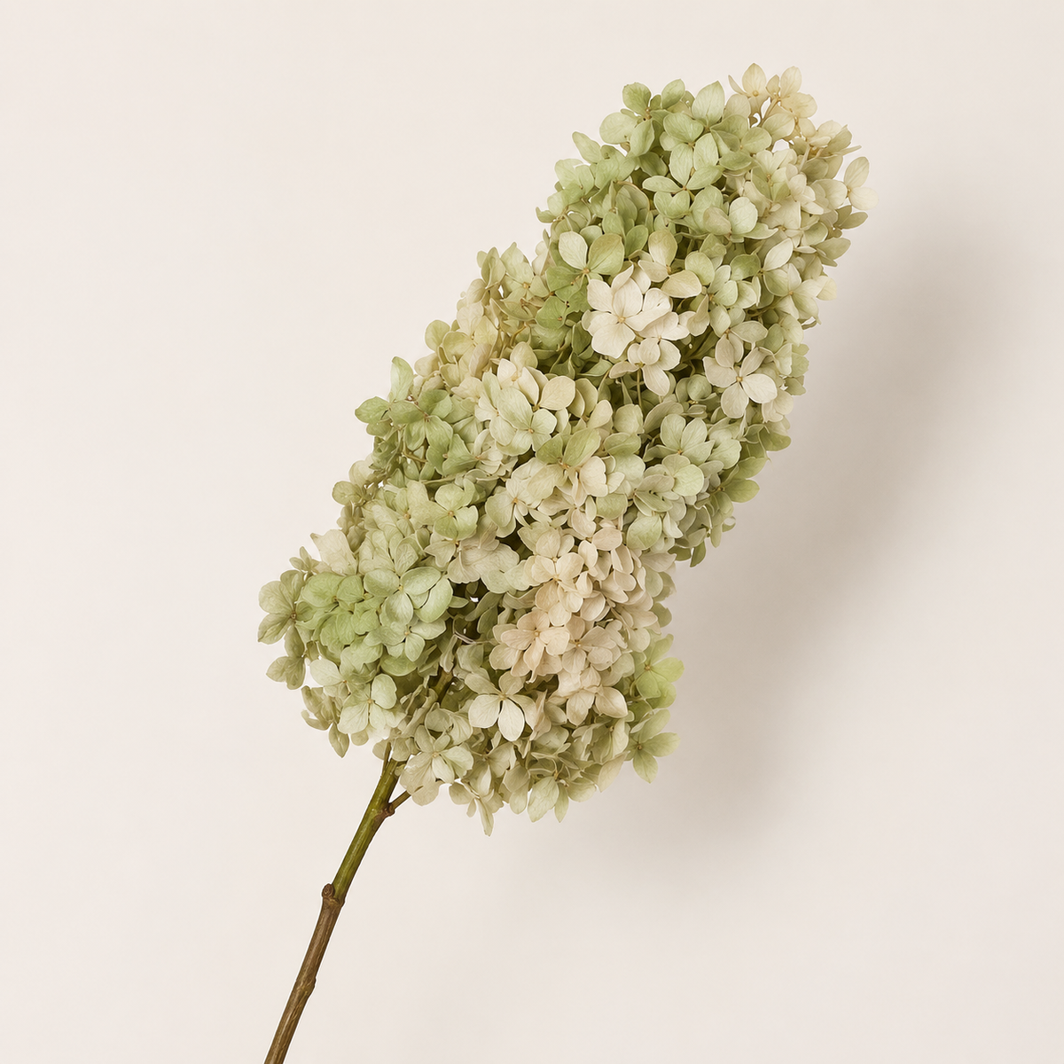 Hydrangea - Multicolor Collection II