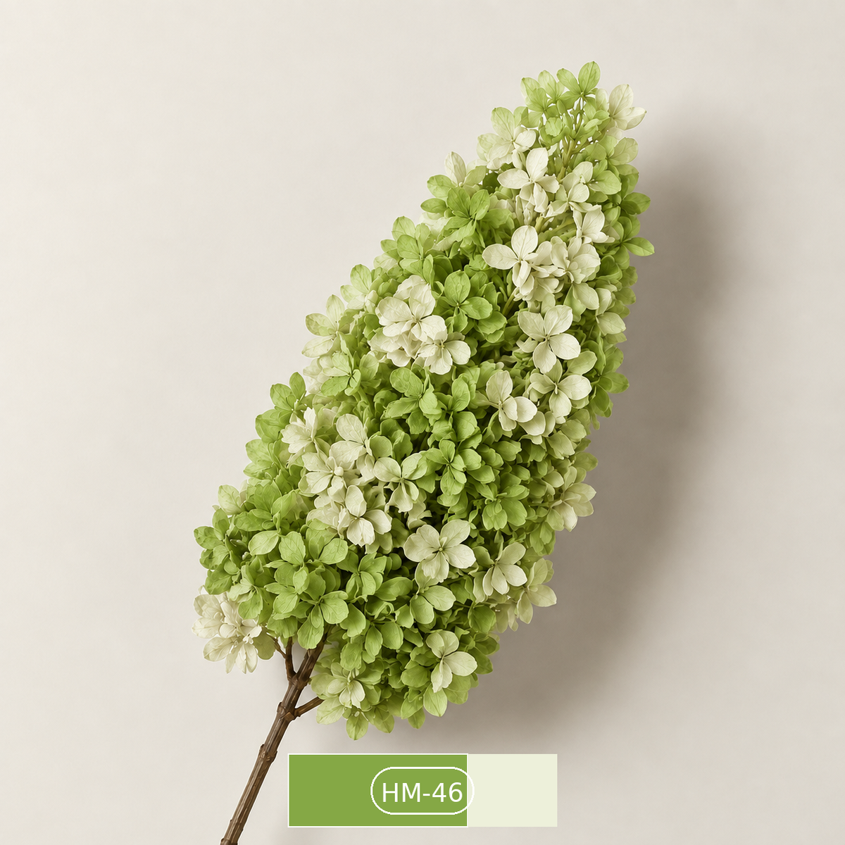 Hydrangea - Multicolor Collection II