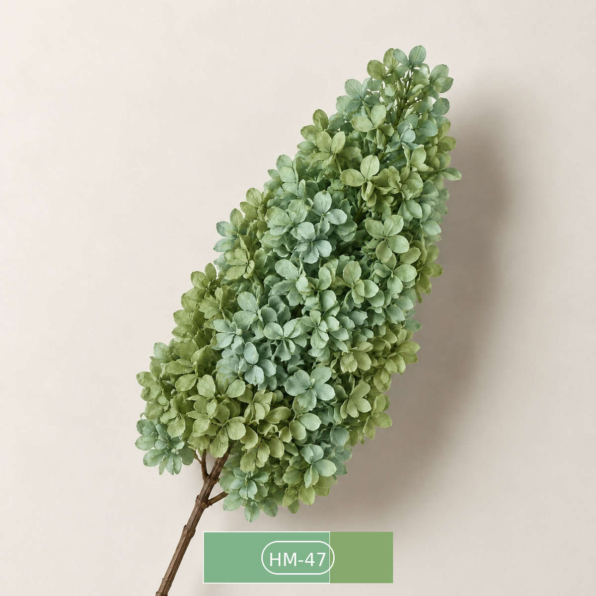 Hydrangea - Multicolor Collection II