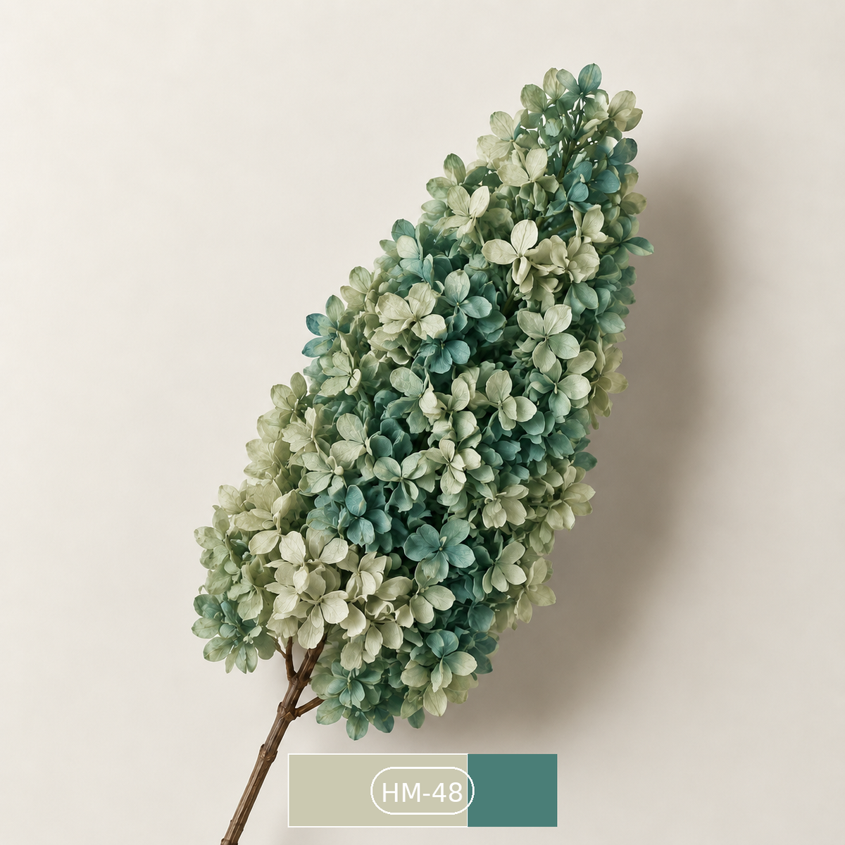 Hydrangea - Multicolor Collection II