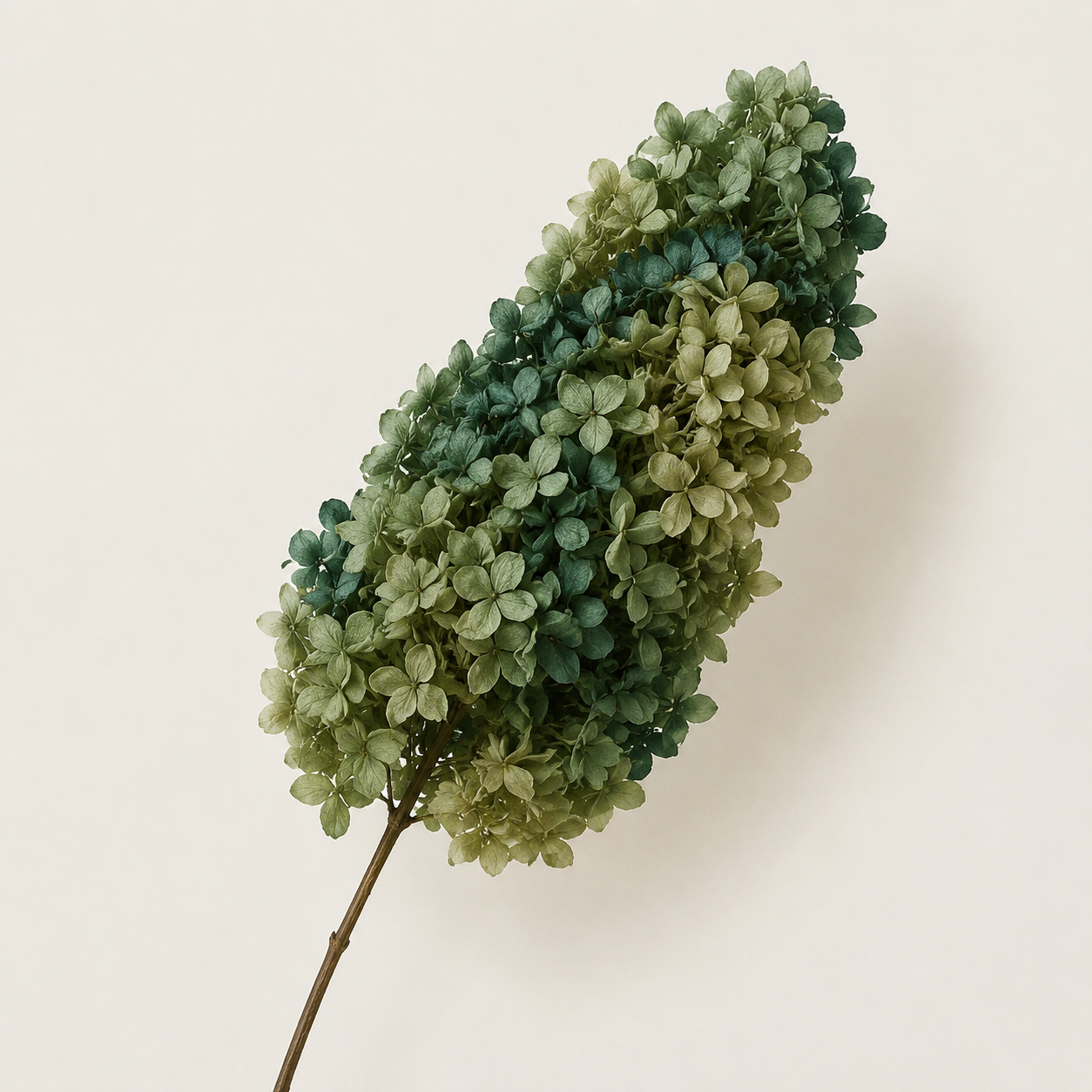Hydrangea - Multicolor Collection II
