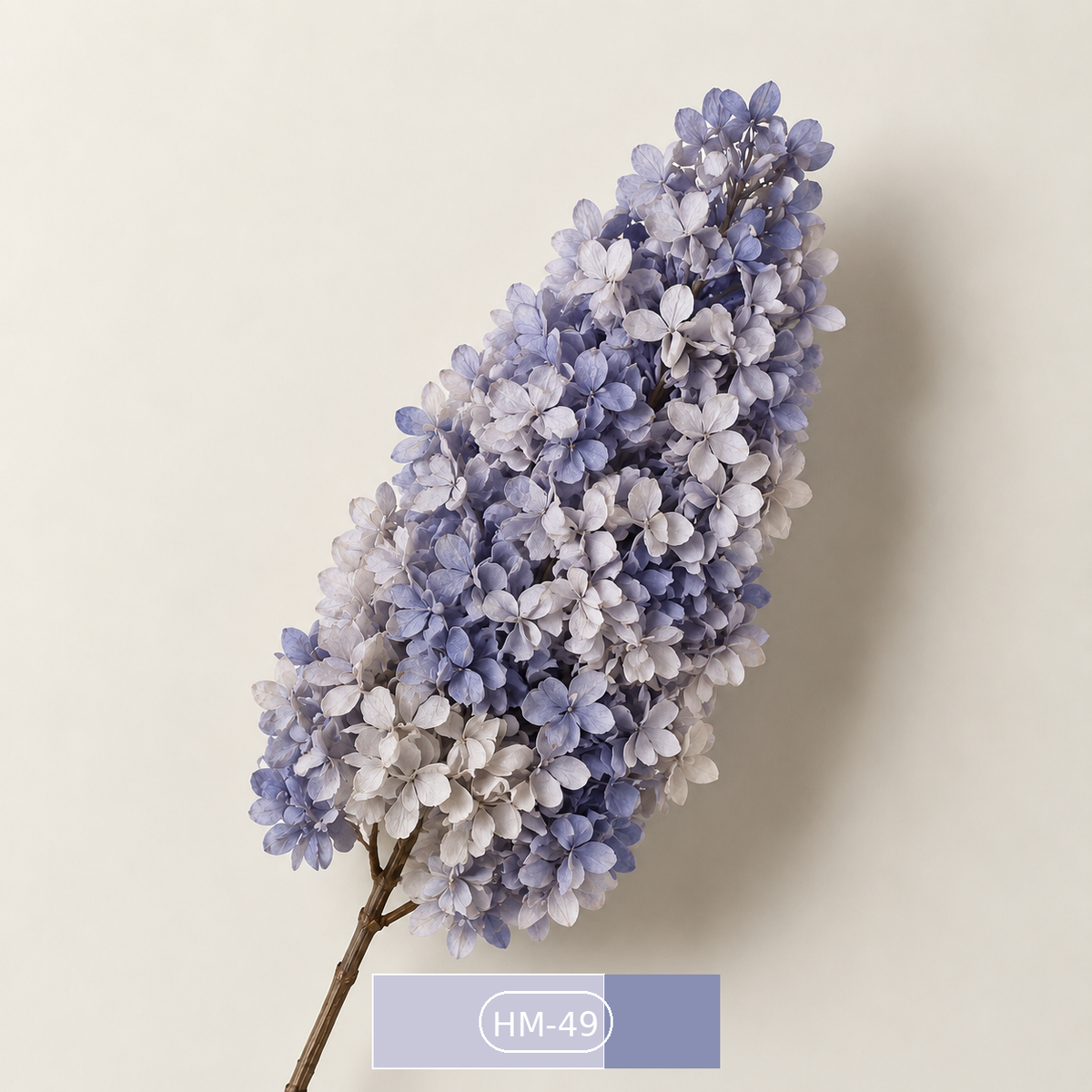 Hydrangea - Multicolor Collection II