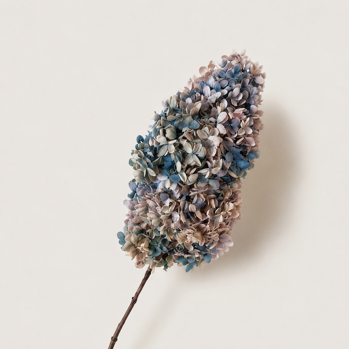 Hydrangea - Multicolor Collection II