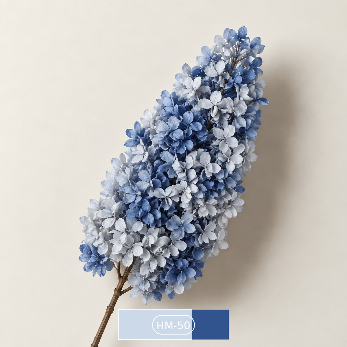 Hydrangea - Multicolor Collection II
