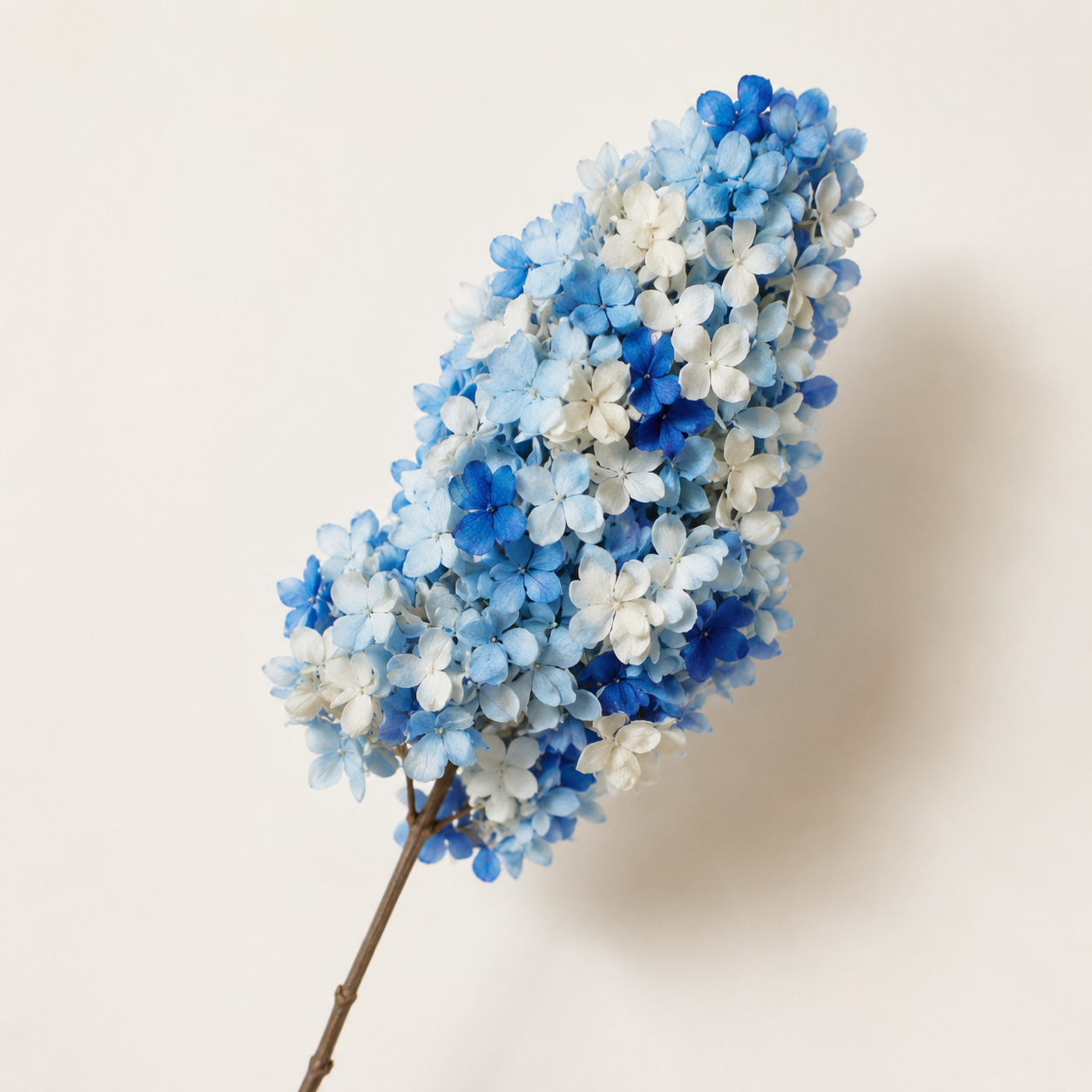 Hydrangea - Multicolor Collection II