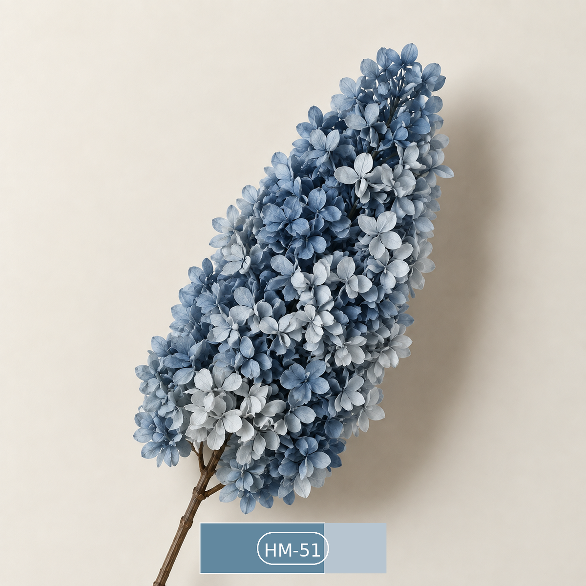 Hydrangea - Multicolor Collection II