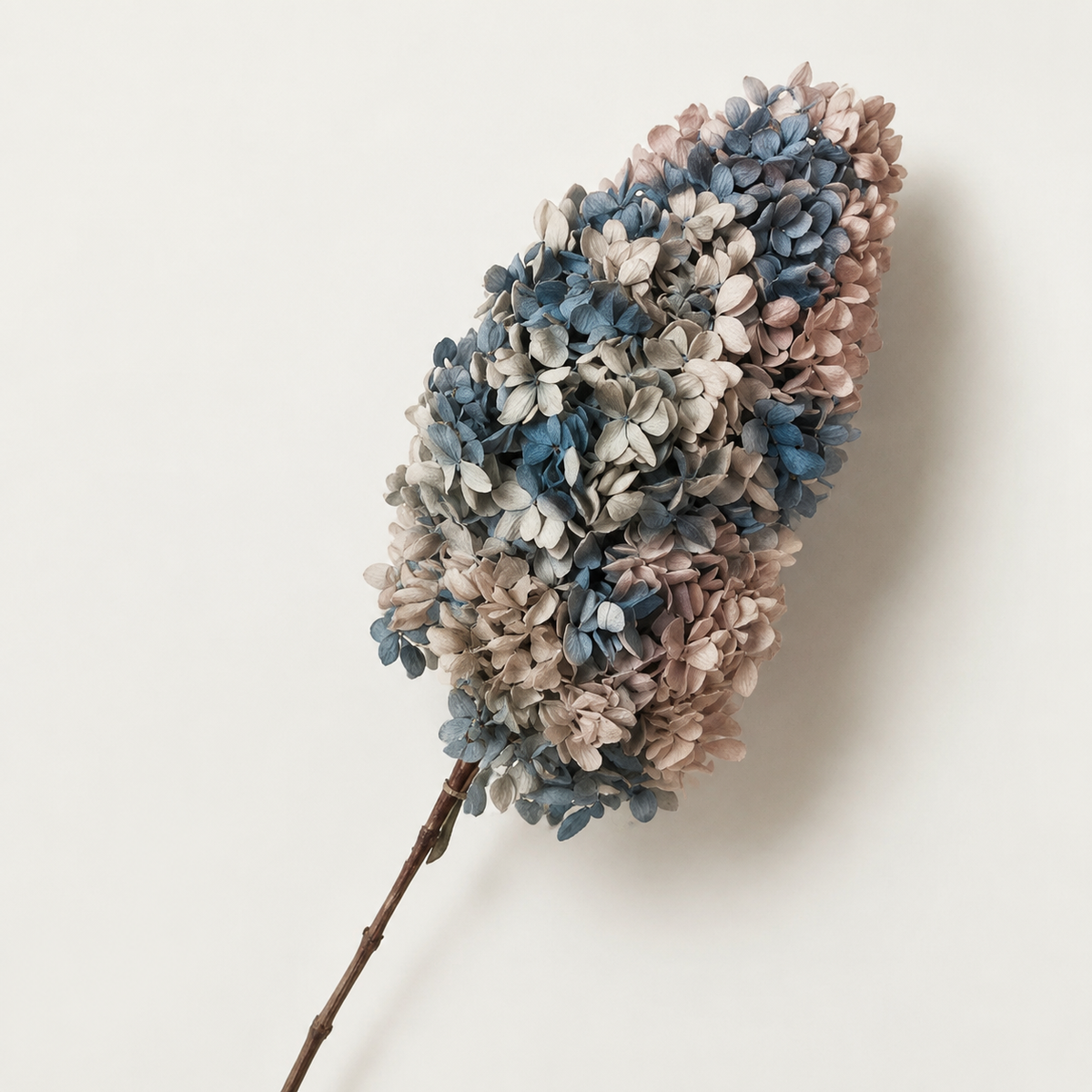 Hydrangea - Multicolor Collection II