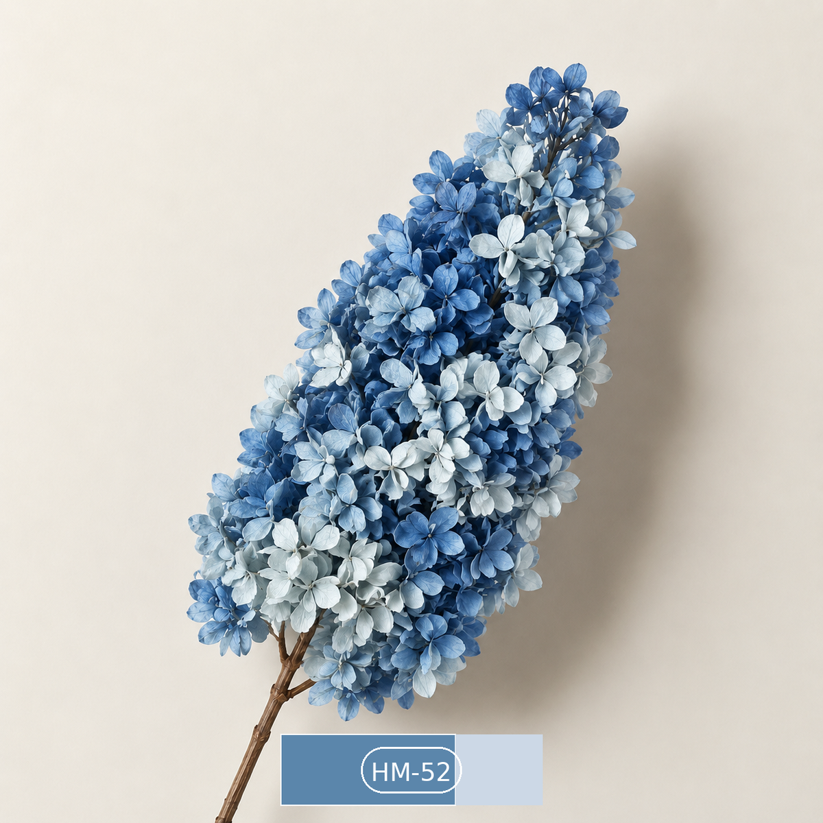 Hydrangea - Multicolor Collection II