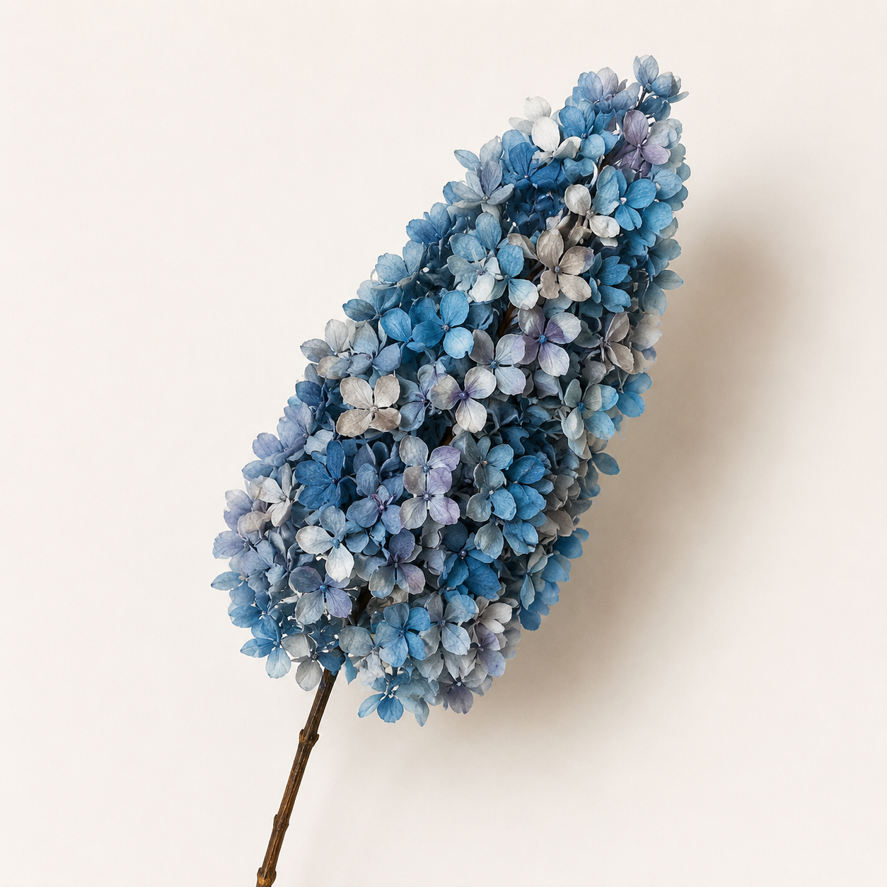 Hydrangea - Multicolor Collection II