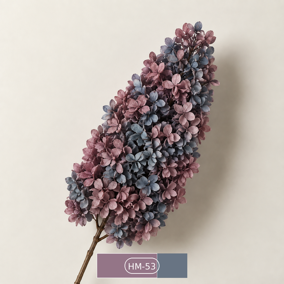 Hydrangea - Multicolor Collection II