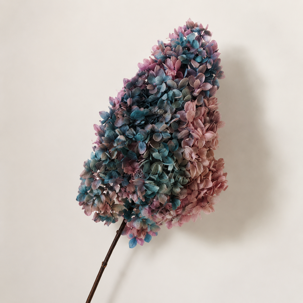 Hydrangea - Multicolor Collection II