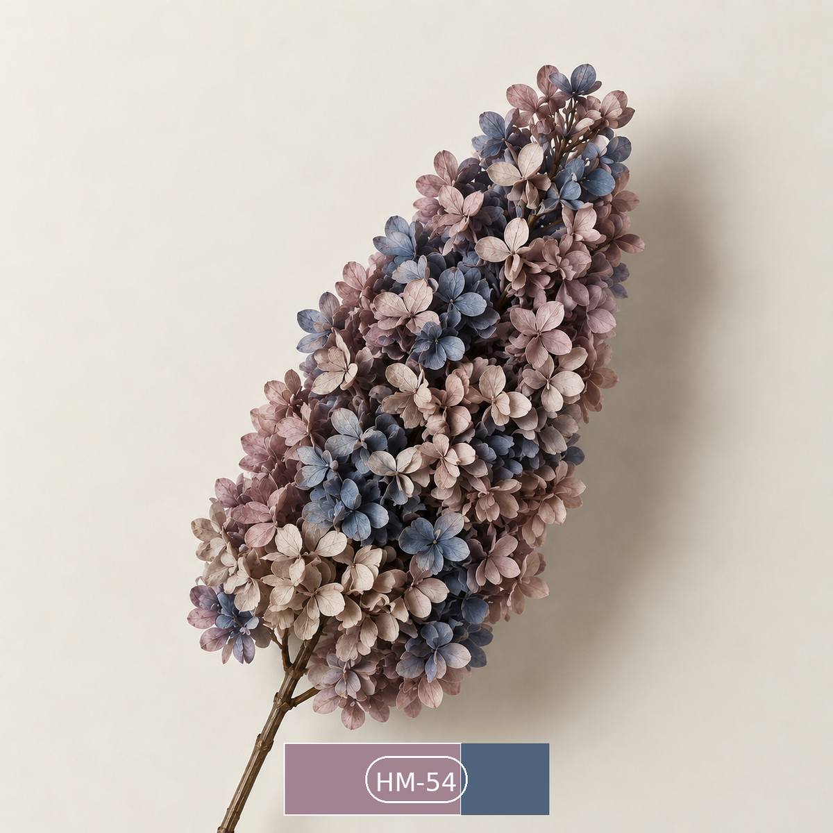 Hydrangea - Multicolor Collection II