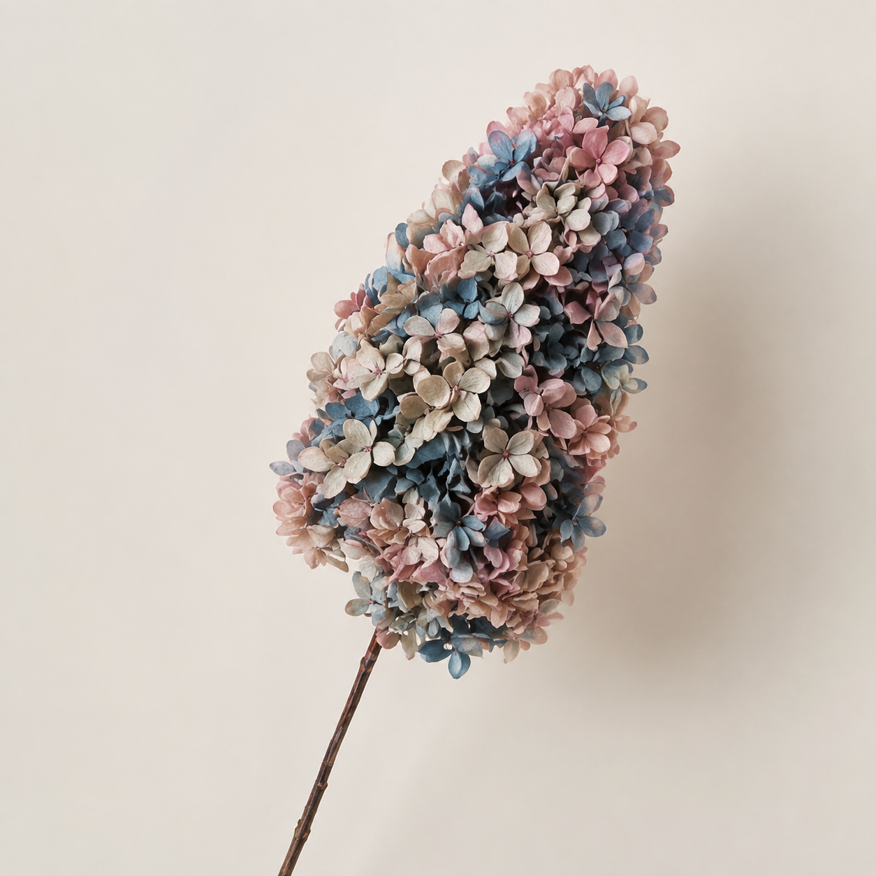 Hydrangea - Multicolor Collection II