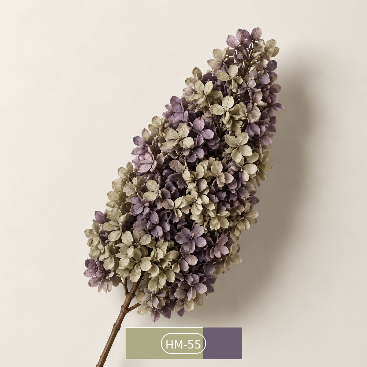 Hydrangea - Multicolor Collection II