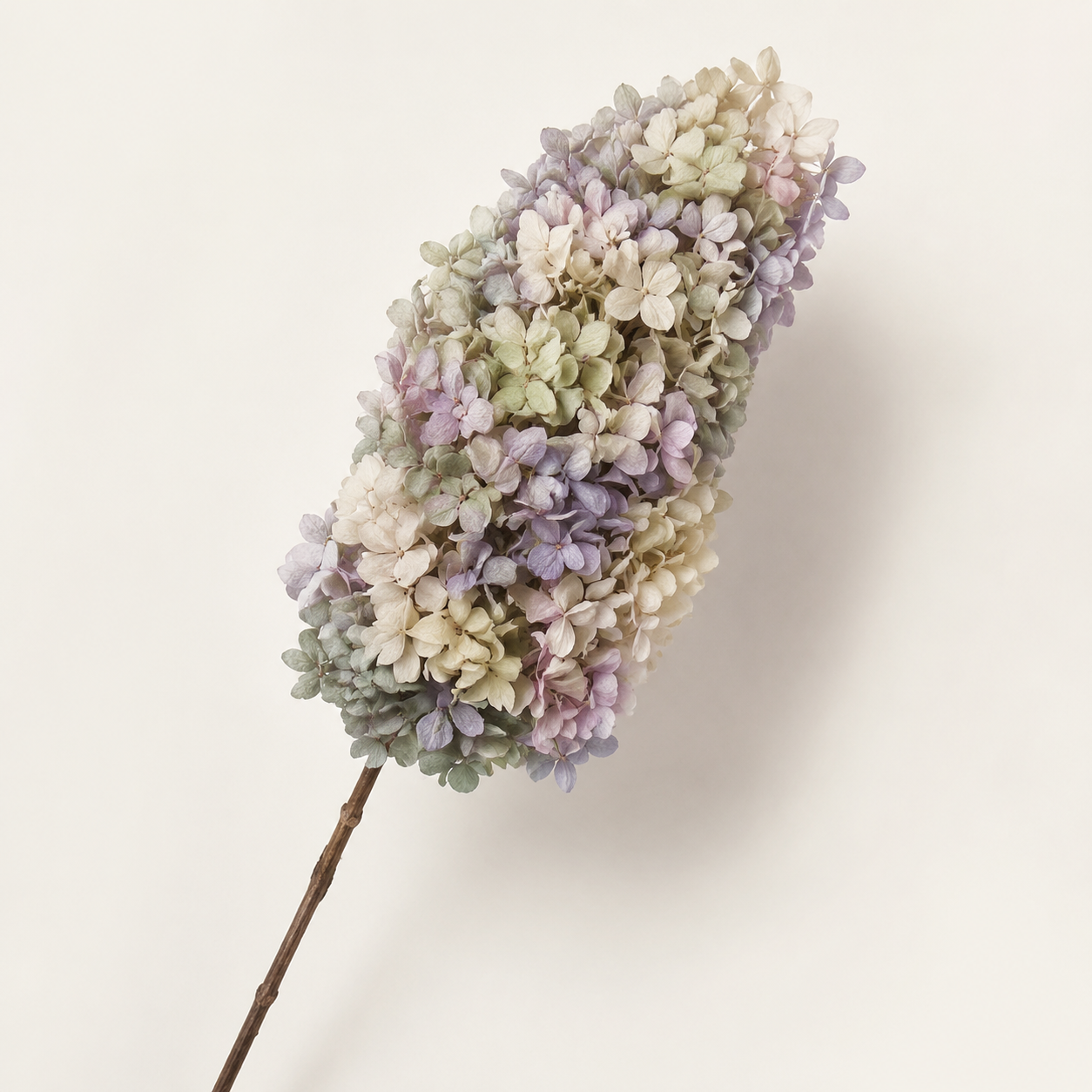 Hydrangea - Multicolor Collection II