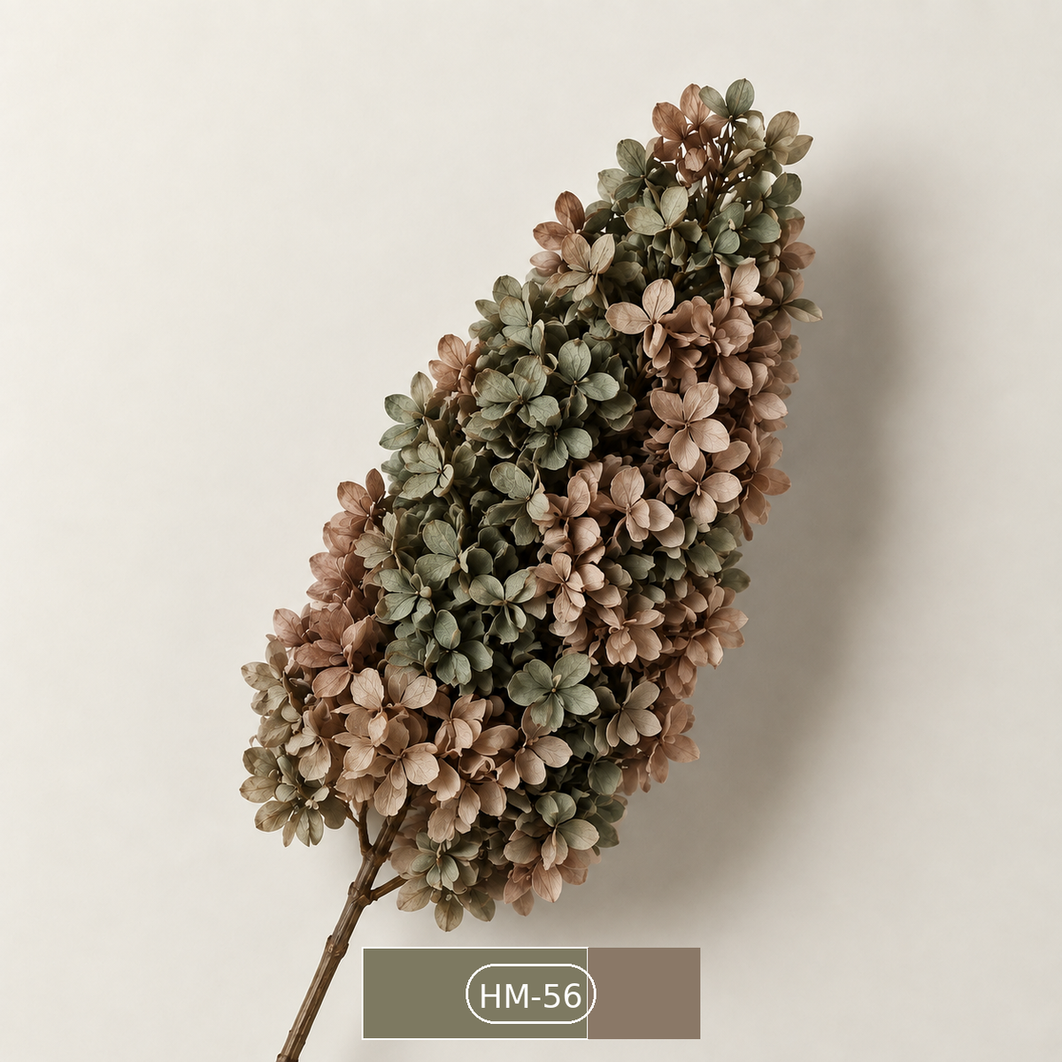 Hydrangea - Multicolor Collection II